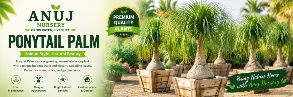 Ponytail Palm Care & Benefits
