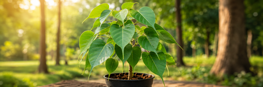 Buy Peepal Plant Online in India | Best Plant Nursery in India | Anuj Nursery