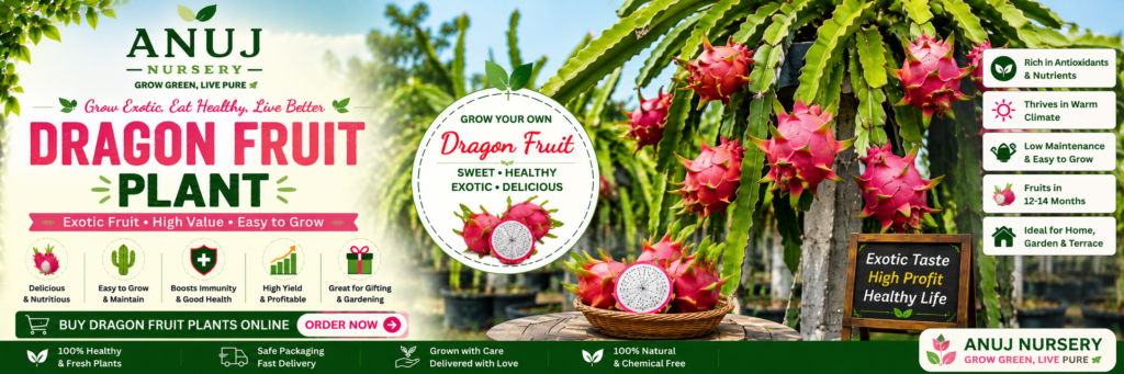 Best Dragon Fruit Plant in India
