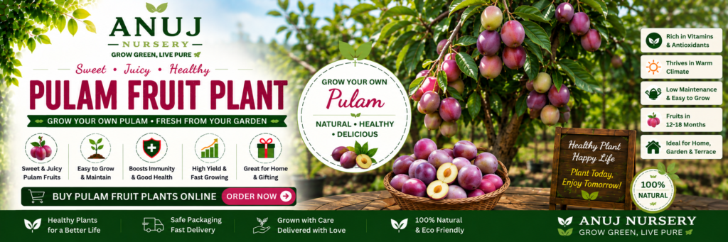 Buy Aloo Bukhara (Plum) Plant Sweet Fruit Tree 