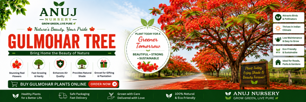 Gulmohar Tree for Home