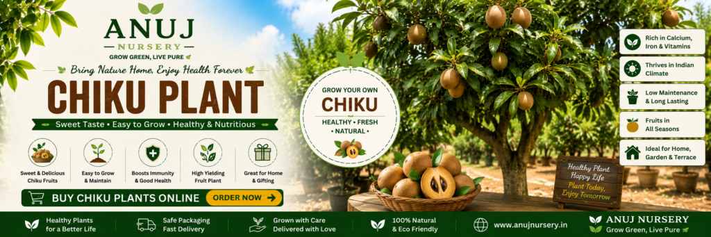 Buy Sapota (Chiku) Plant Online