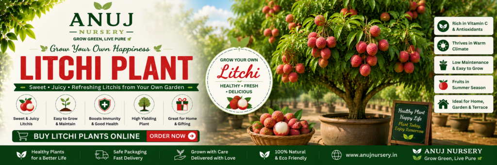 Best Litchi Tree Online India 