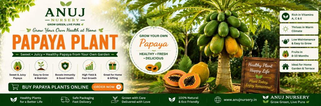 Papaya Fruit Plant Online India