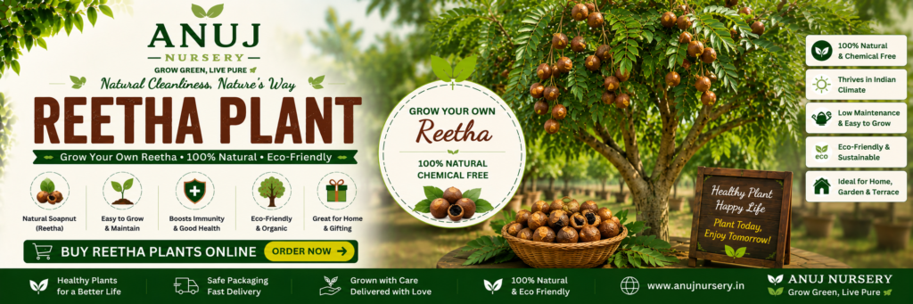 Reetha (Soapnut) Plant Grow Natural Hair Care 