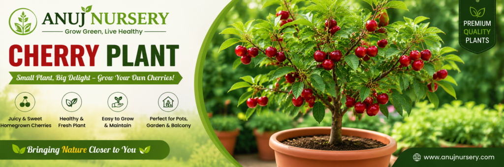 Buy Cherry Plant from Anuj Nursery