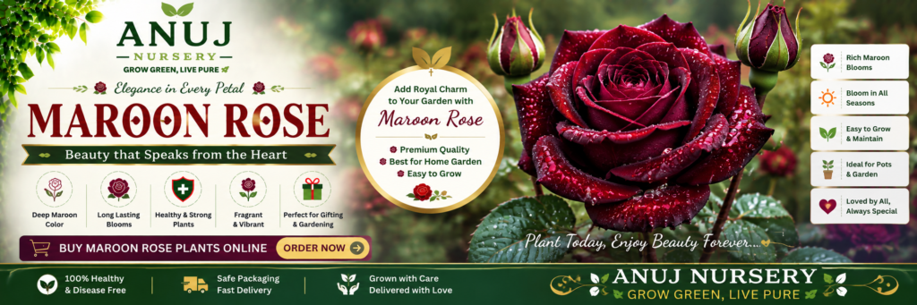 Buy Maroon Rose Plant Online India
