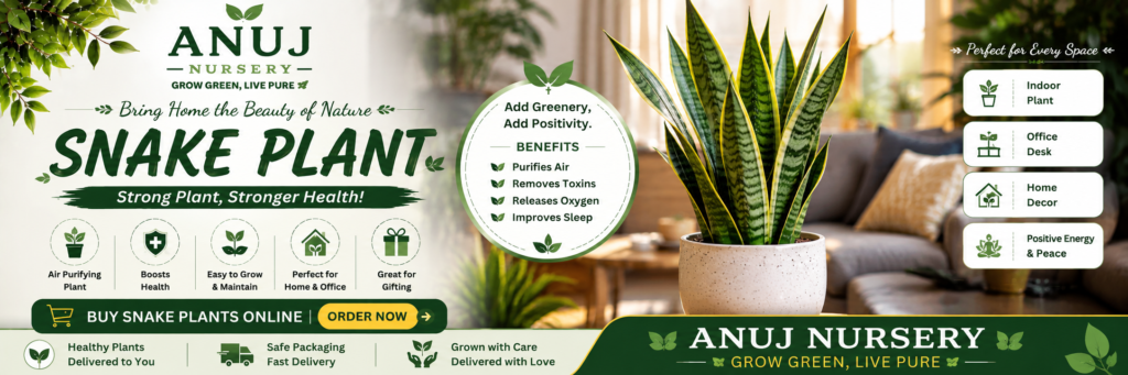 Snake Plant for Home & Office