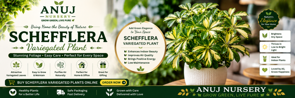 Buy Schefflera Variegated Plant Online India