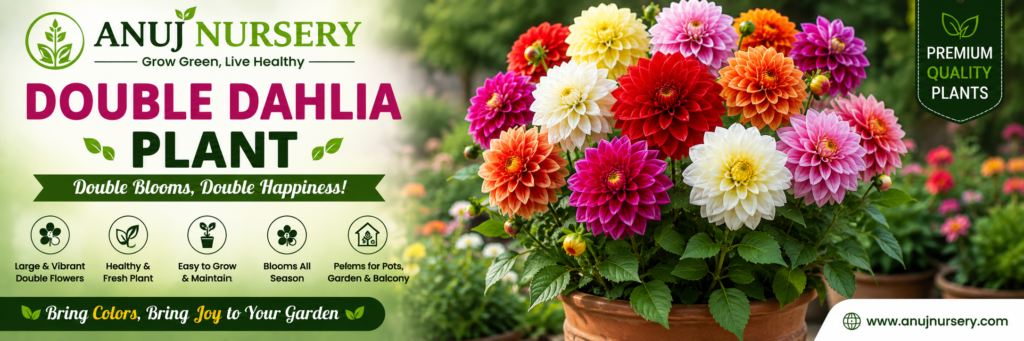 Buy Double Dahlia from Anuj Nursery