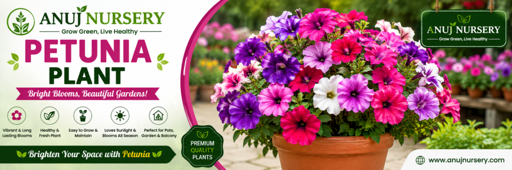  Buy Petunia Flower Plant from Anuj Nursery