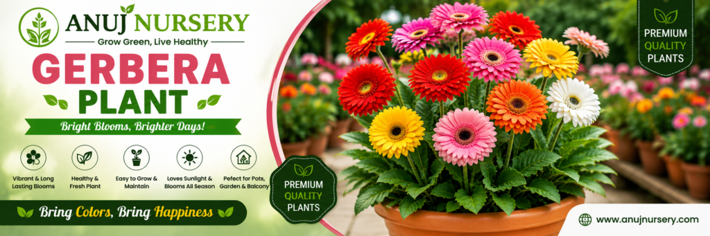  Buy Gerbera Flower Plant from Anuj Nursery