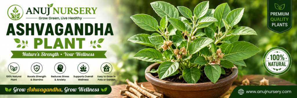  Buy Ashwagandha Plant from Anuj Nursery