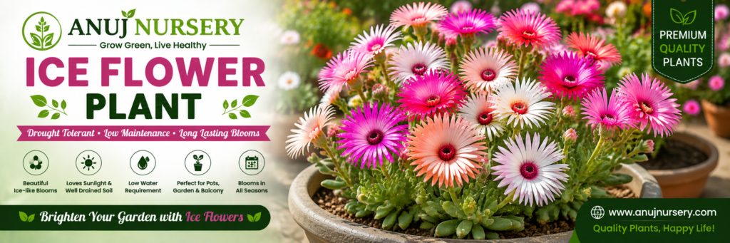 Buy Ice Flower Plant from Anuj Nursery