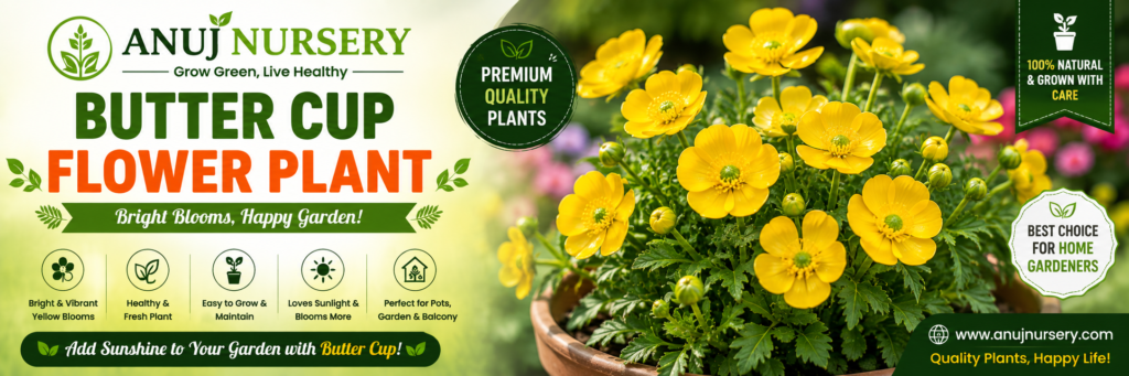  Buy from Anuj Nursery