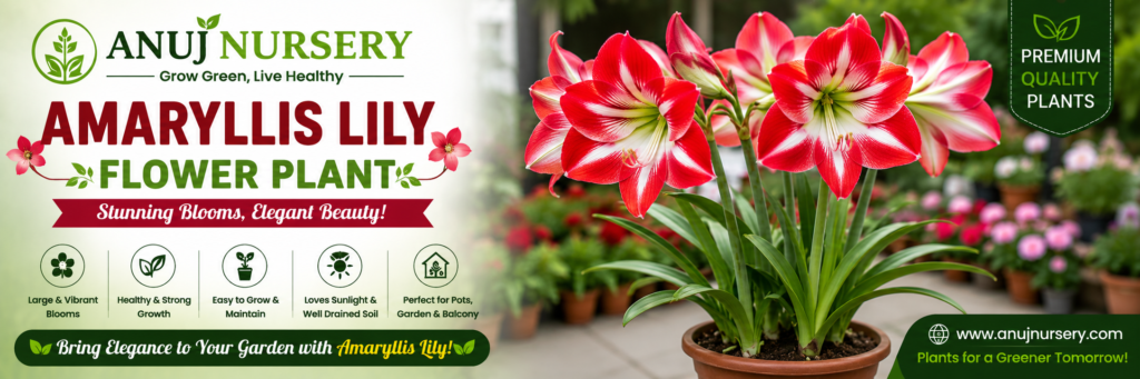 Buy Amaryllis Lily Flower Plant from Anuj Nursery