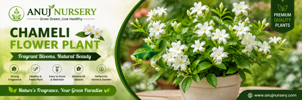 Buy Chameli Plant online from Anuj Nursery. Get healthy Chameli Flower Plants for your home, balcony, terrace and garden. Order online today!