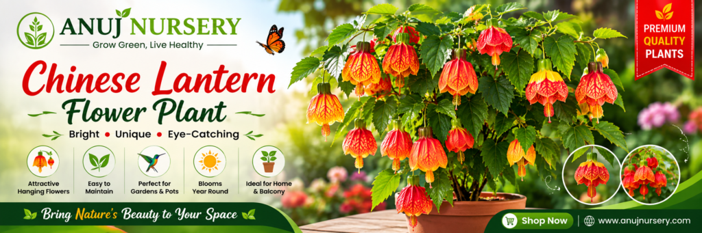 Chinese Lantern Flower Plant Online