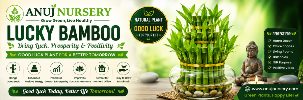 Buy best Quality Lucky Bamboo Plants from Anuj Nursery