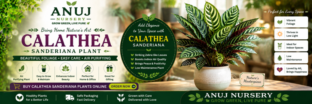 Buy Calathea Sanderiana Plant Online India