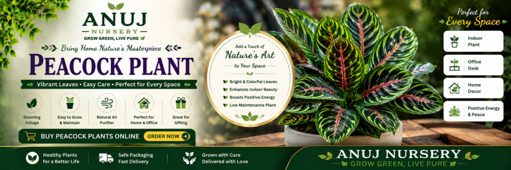 Buy Peacock Plant Online India