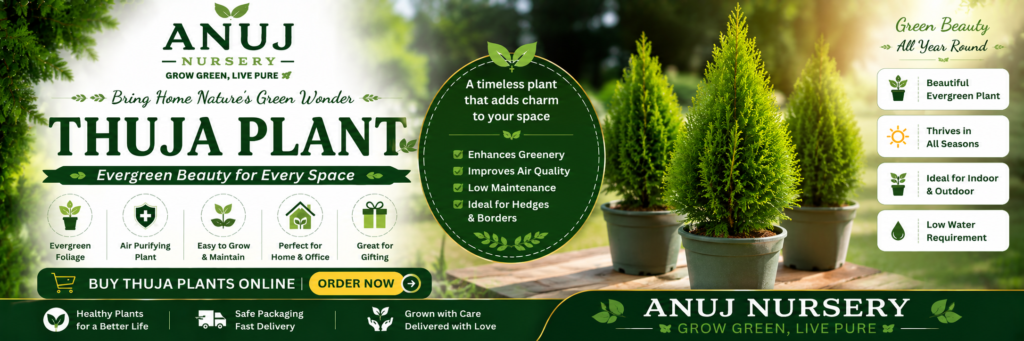 Buy Thuja Morpankhi Outdoor Hedge Plant