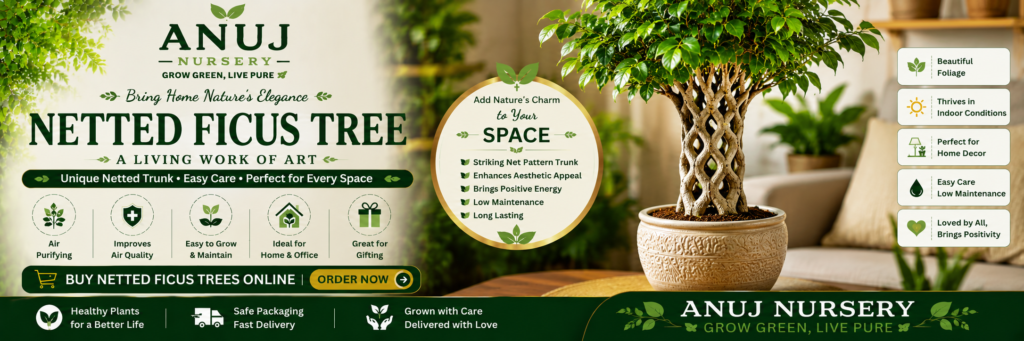 Buy Netted Ficus Tree Online India