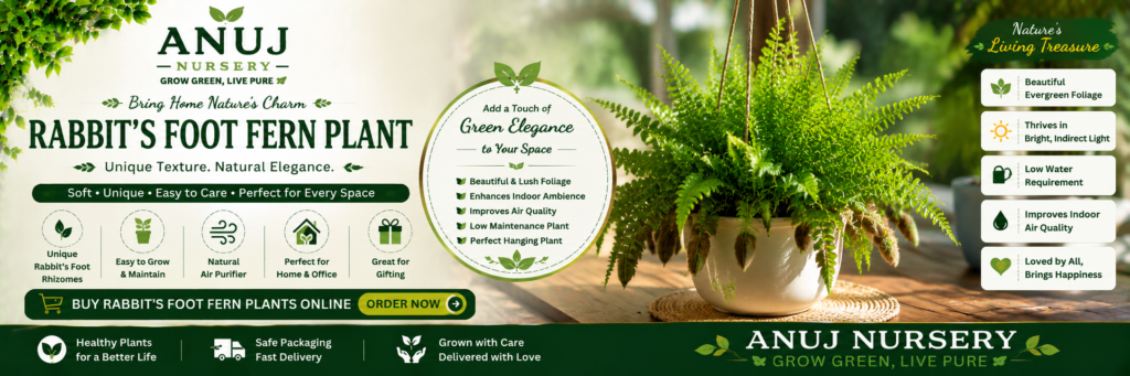 Buy Rabbit’s Foot Fern Plant Online India 