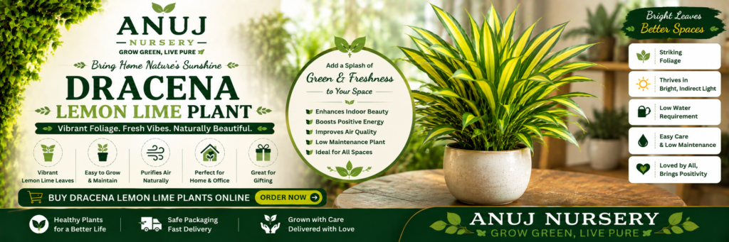 Buy Dracaena Lemon Lime Plant Online India