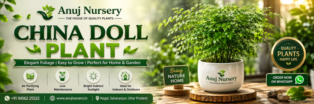 Buy Healthy China Doll Plant in India