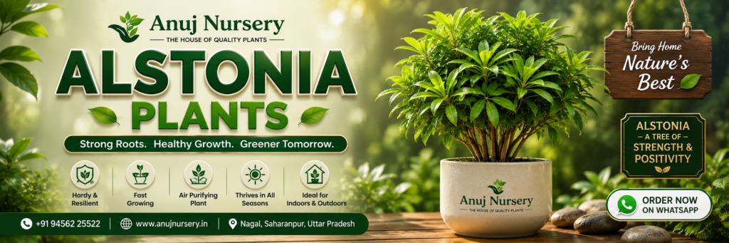 Buy Premium Alstonia Plants in India