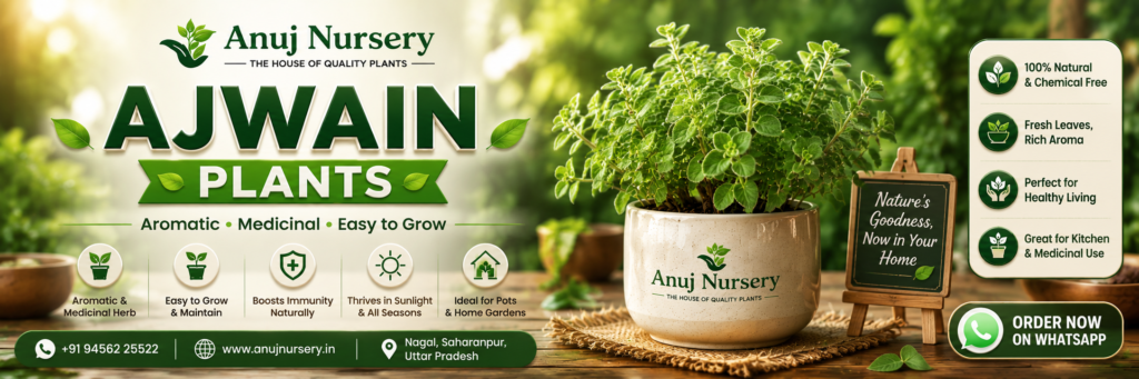  Buy Healthy Ajwain Plant from anujnursery.
