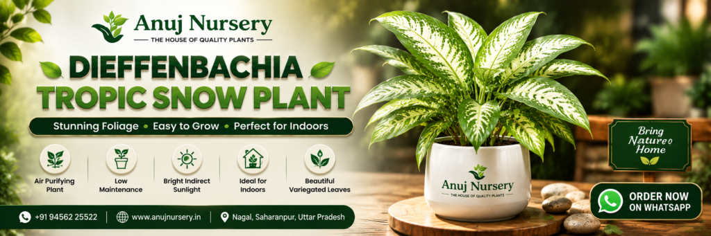 Buy Healthy Dieffenbachia Tropic Snow Plant Online in India