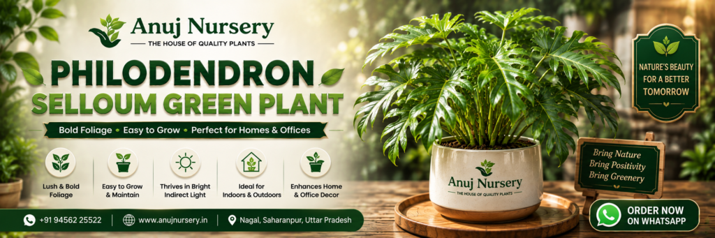 Buy Philodendron Selloum Green Plant Online