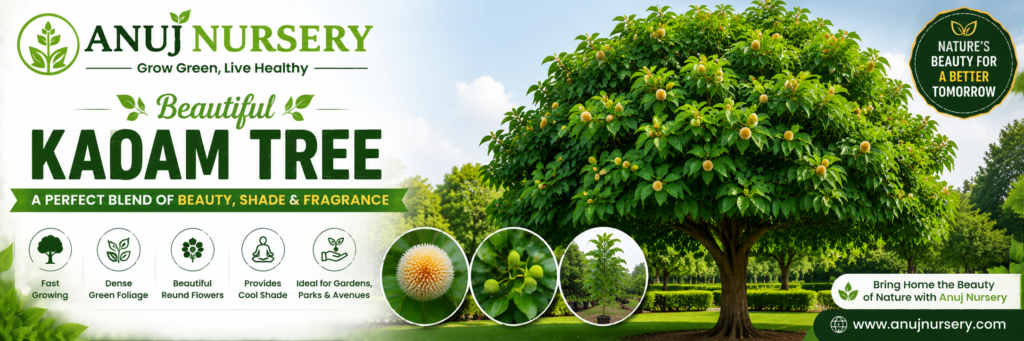 The Complete Kadam Tree Guide Care, Cultivation, and Cultural Significance