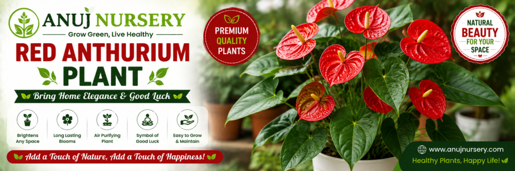 Buy Red Anthurium from Anuj Nursery