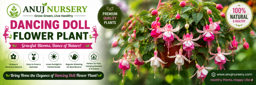 Dancing Doll Flower Plant Buy Online from Anuj Nursery