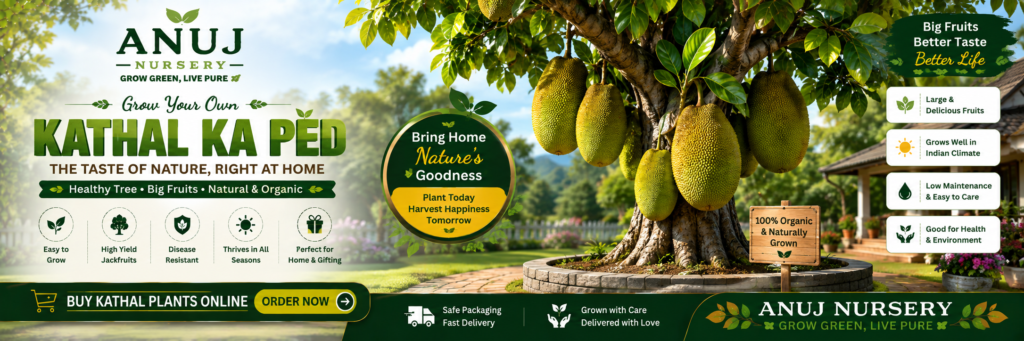 Buy Jackfruit Tree Online India 