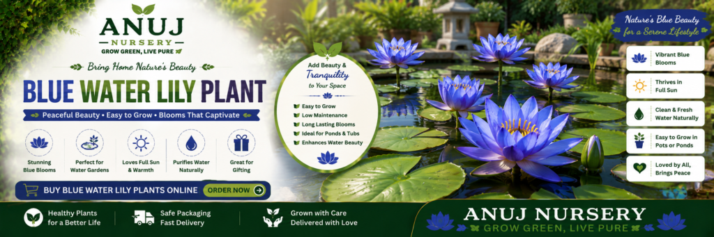 Buy Blue Water Lily Online India