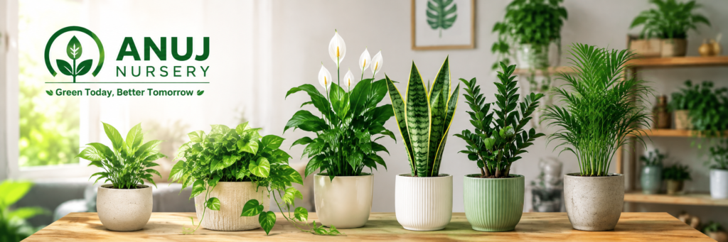 Indoor Plants in India 