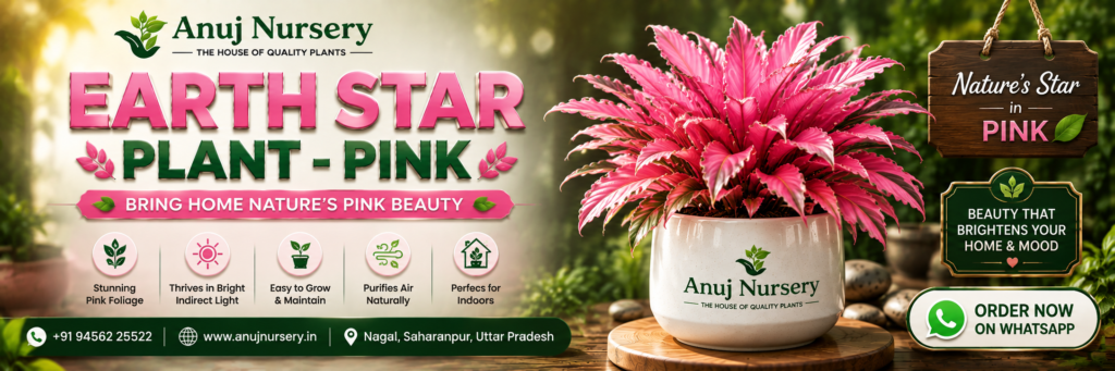 Earth Star Plant – Pink Online