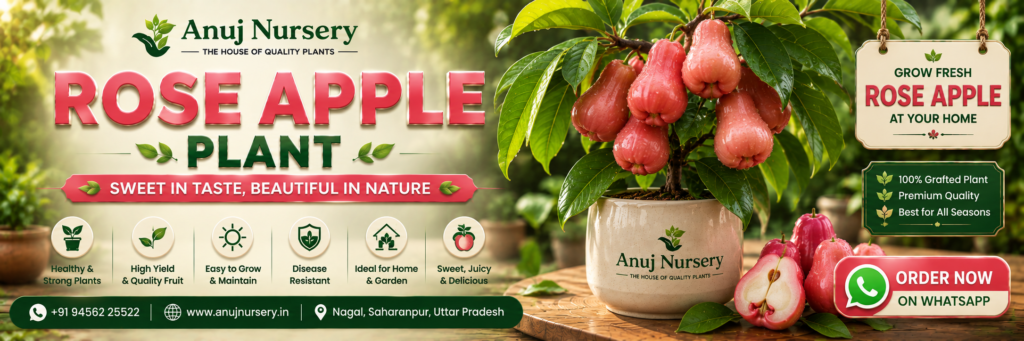 Rose Apple Plant Online