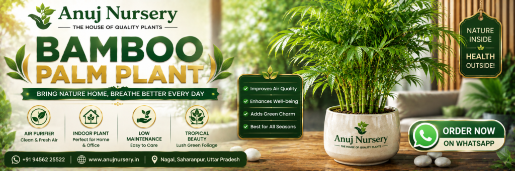 Bamboo Palm Plant Care & Benefits