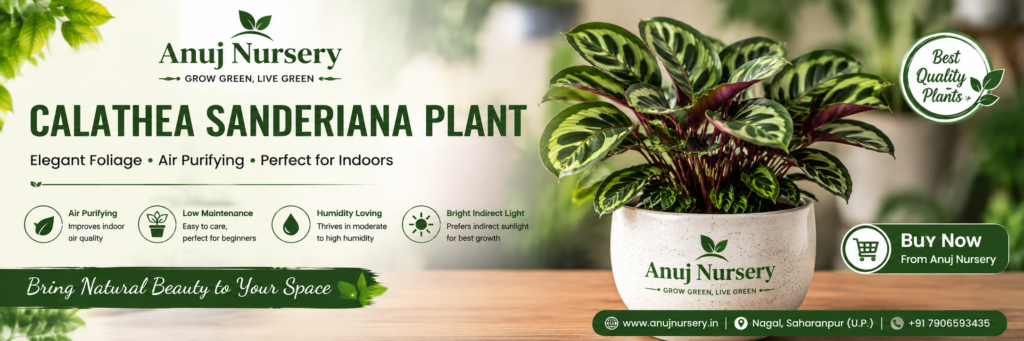 Calathea Sanderiana Plant Care & Benefits 