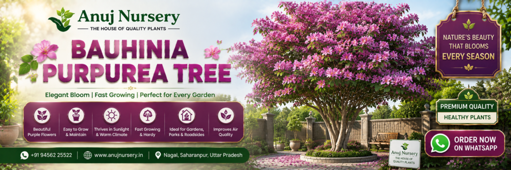Buy Healthy Purple Orchid Tree in India