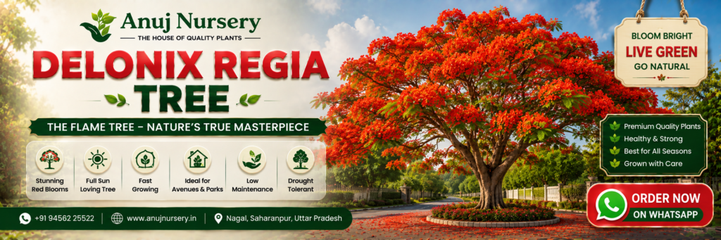 Buy Healthy Gulmohar Tree in India