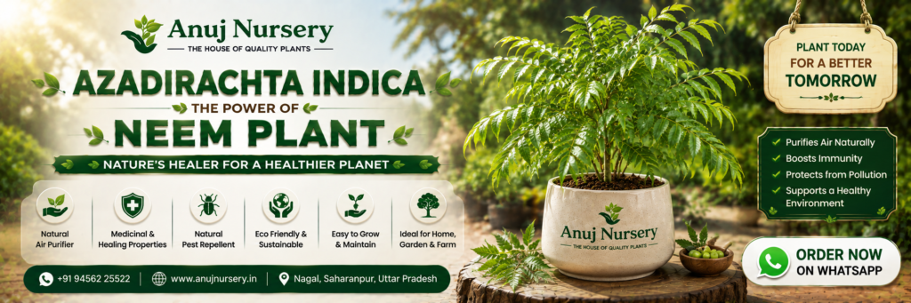 Buy Healthy Azadirachta Indica (Neem) Plant Online in India