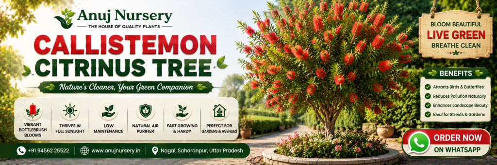 Buy Bottlebrush Tree Online India