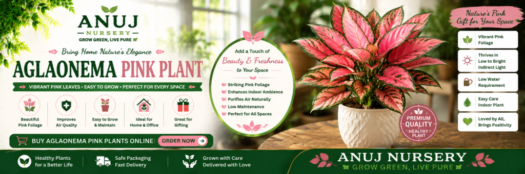 Buy Aglaonema Pink Plant Online India