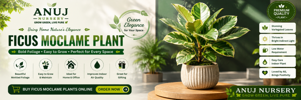 Buy Ficus Moclame Plant Online India